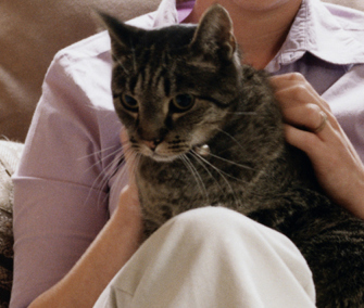 What Does It Mean When A Cat Kneads Your Stomach - CatWalls